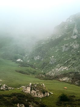 Serene view of a misty mountain pasture in Covadonga, Spain with grazing cattle.