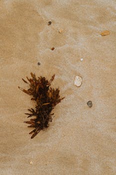 Close-up of seaweed with shells and pebbles on a sandy beach, perfect for nature themes.