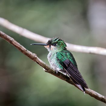 Close-up of a Green-Crowned Brilliant hummingbird perched on a bare branch in Costa Rica.