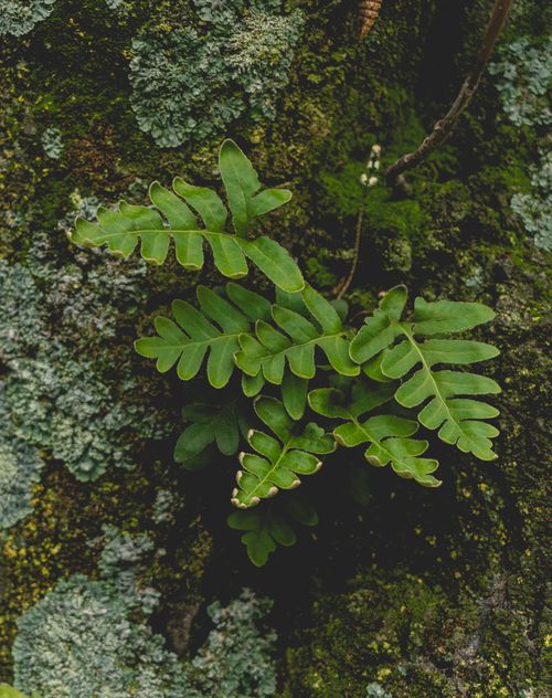 Free Green fern growing on a texture-rich, moss-covered tree bark in natural light. Stock Photo