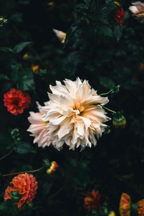 Free Captivating close-up of an elegant dahlia bloom set against a moody, dark green background. Stock Photo