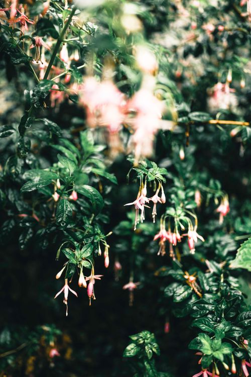 Free Close-up of delicate fuchsia flowers surrounded by wet, lush green leaves in a vibrant garden setting. Stock Photo