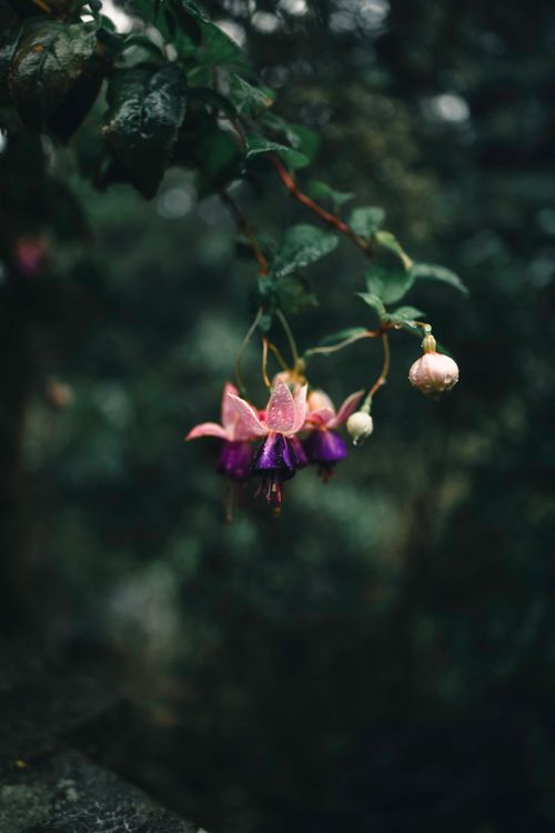 Free Close-up of vibrant fuchsia flowers against a misty forest backdrop at Victoria, British Columbia. Stock Photo
