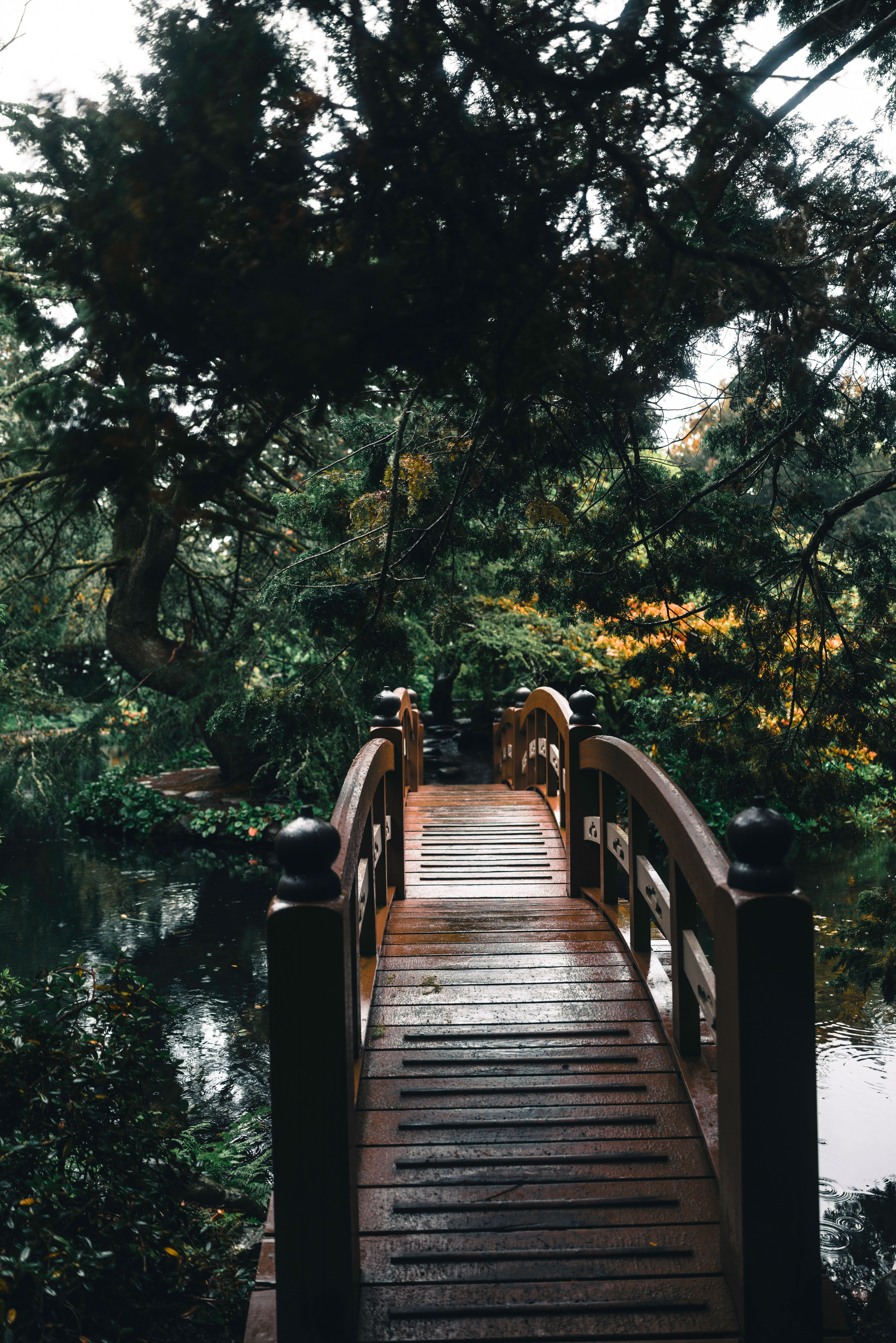 Serene Wooden Bridge in Lush Green Forest · Free Stock Photo