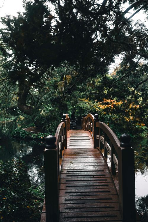 Serene Wooden Bridge in Lush Green Forest · Free Stock Photo