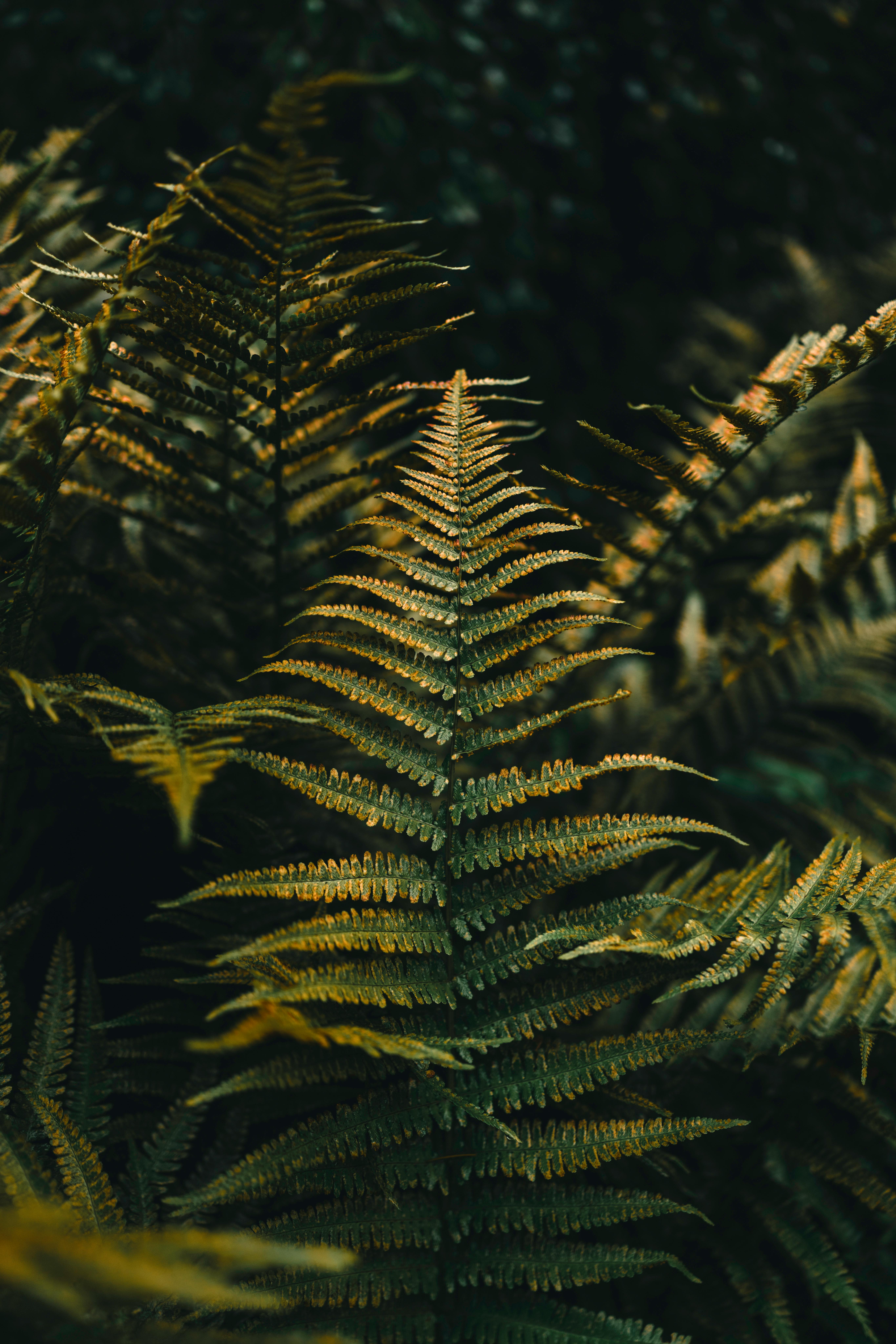 Gratis Explore la atmósfera exuberante y melancólica de los helechos en un entorno forestal canadiense. Foto de stock