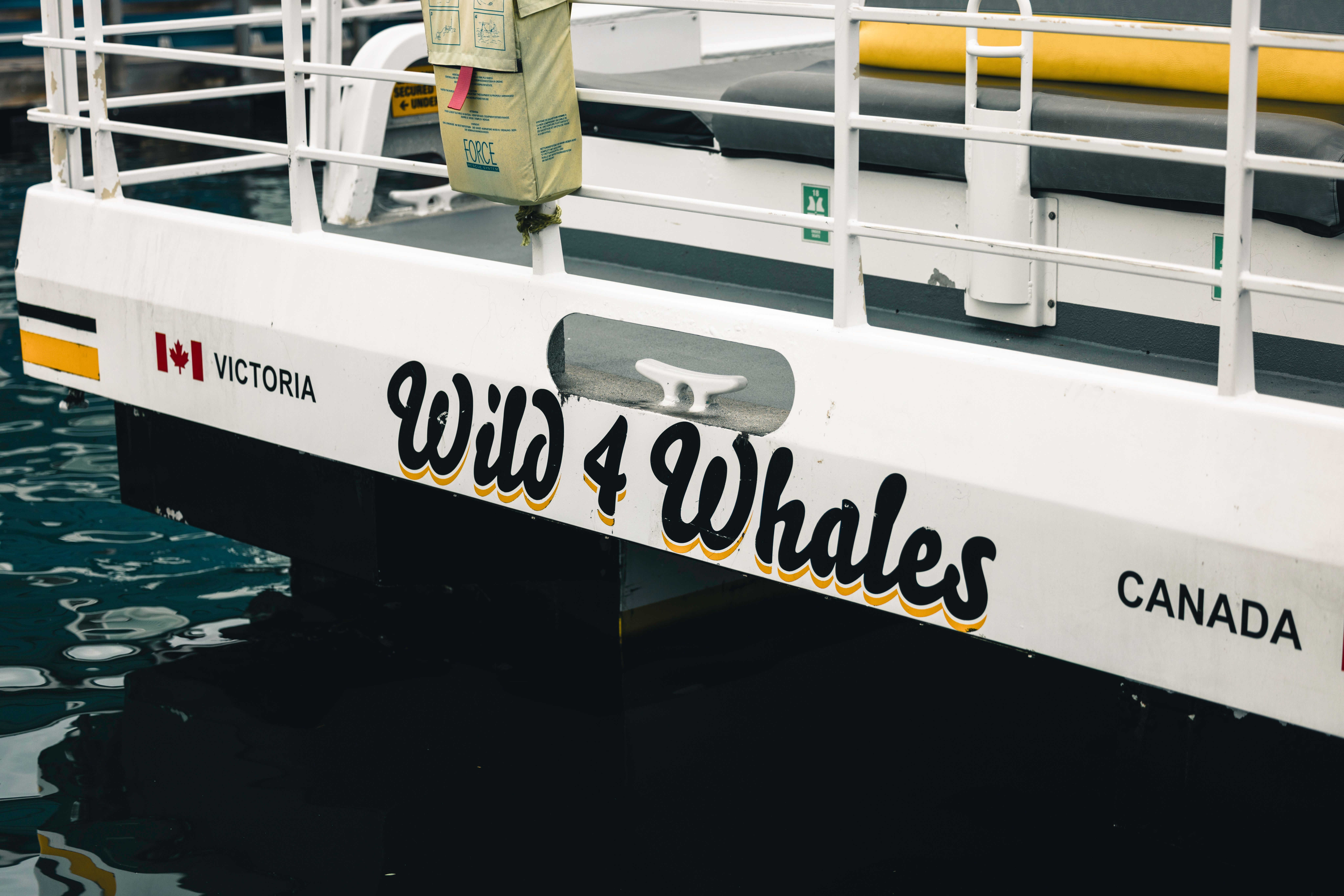 A whale-watching catamaran on the open ocean