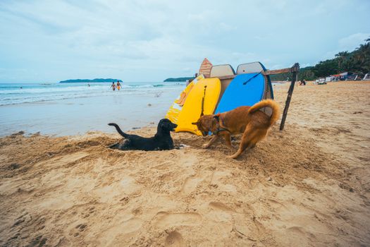 Two dogs enjoying playtime on a sunny beach with surfboards nearby.