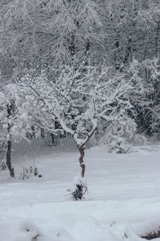 Peaceful snow-covered landscape featuring trees during winter snowfall.