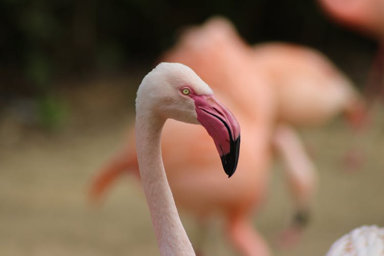 Flamingo Portrait