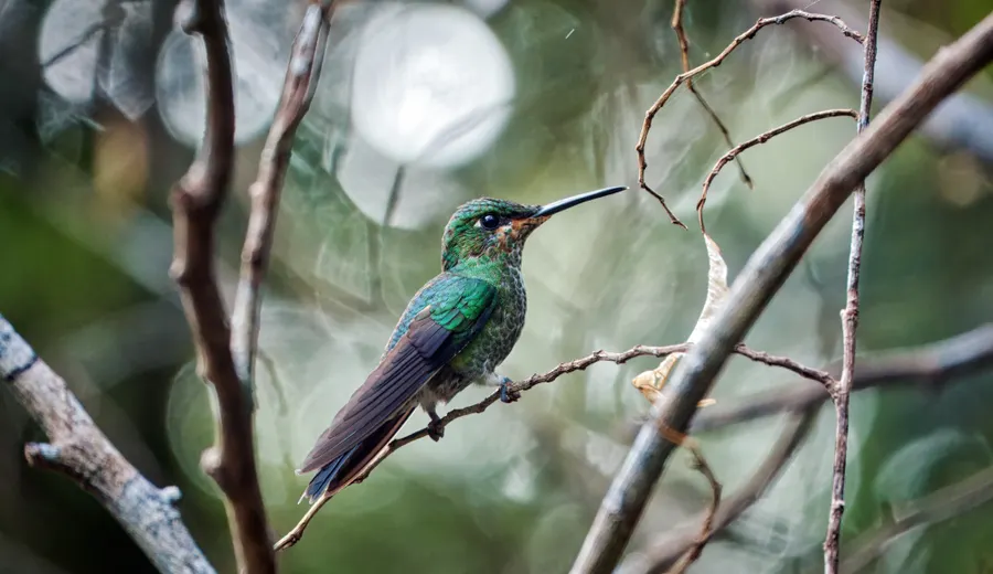 Monteverde