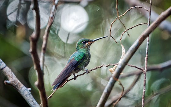 Monteverde, Costa Rica photo 17