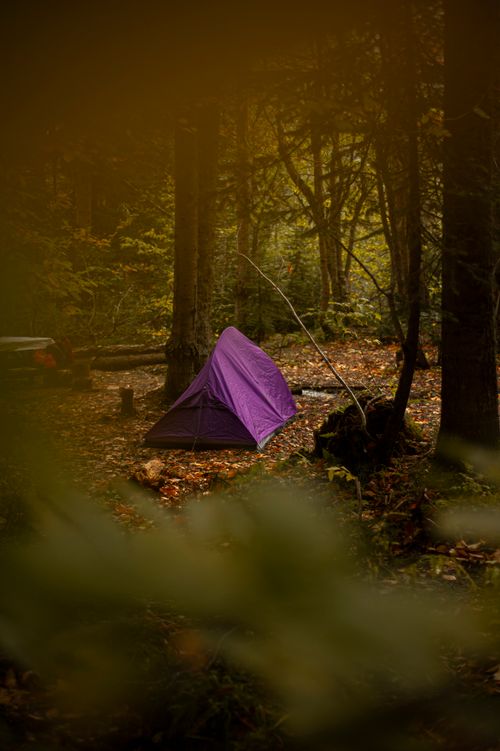 Free Campers enjoy a peaceful retreat in an autumn forest with a vibrant purple tent surrounded by fall foliage. Stock Photo