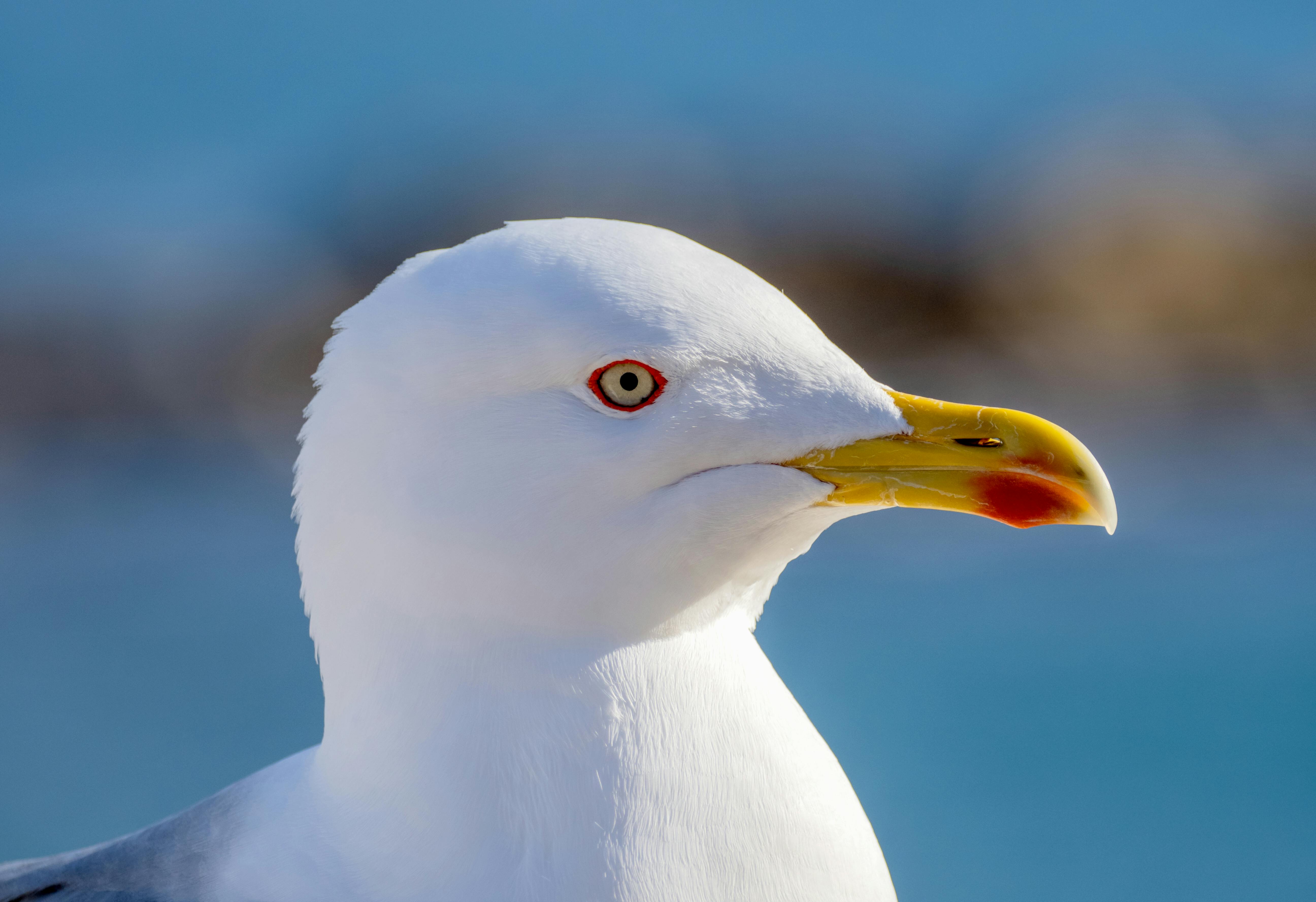 Red+Rising+Background Photos, Download The BEST Free Red+Rising ...