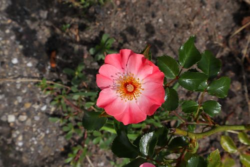 Free Close-up photo of a vibrant pink rose blooming in an outdoor garden setting. Stock Photo