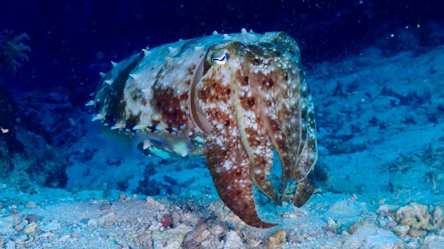 Close-up of a broadclub cuttlefish gracefully swimming over a vibrant coral reef in the Philippines.