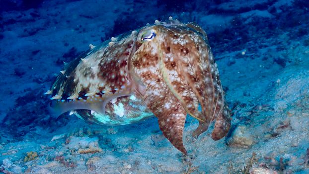 Close-up of a broadclub cuttlefish underwater in the Philippines.