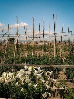 Lush springtime vegetable farm in Alboraya, Valencia, Spain with clear skies.
