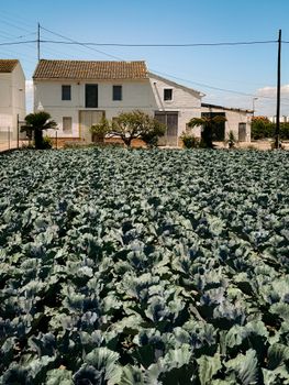 Lush cabbage field in front of a rustic farmhouse under a clear blue sky in Alboraia, Spain.