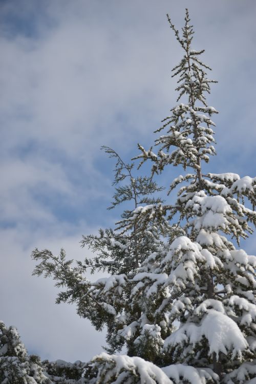 Free Serene winter scene of snow-draped pine trees against a clear blue sky. Stock Photo