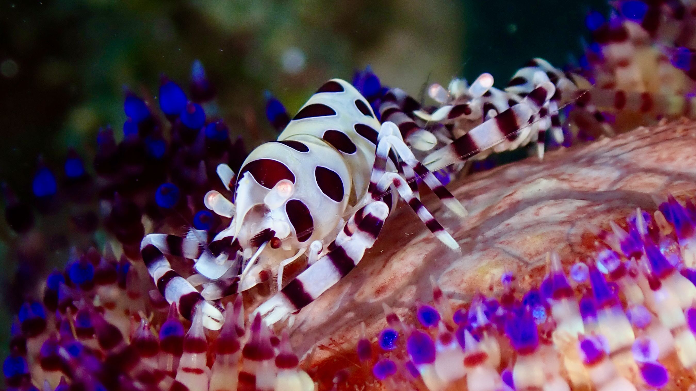 Close-up of a Harlequin Shrimp (Hymenocera) on a colorful coral reef in the Philippines.