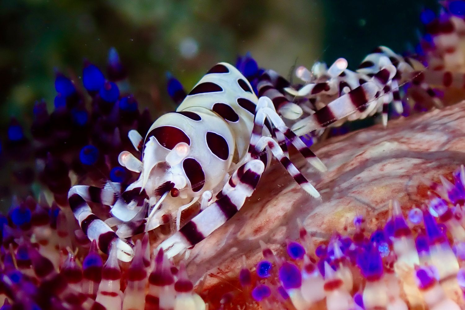 Favorite Invertebrates Invertebrates Photos, Download The BEST Free Invertebrates Stock Photos ...