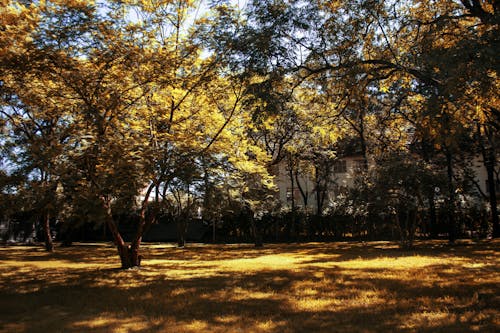 Free stock photo of tree garden