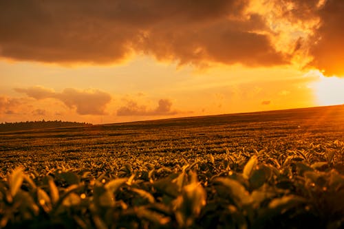 Free stock photo of sunset, tea farm