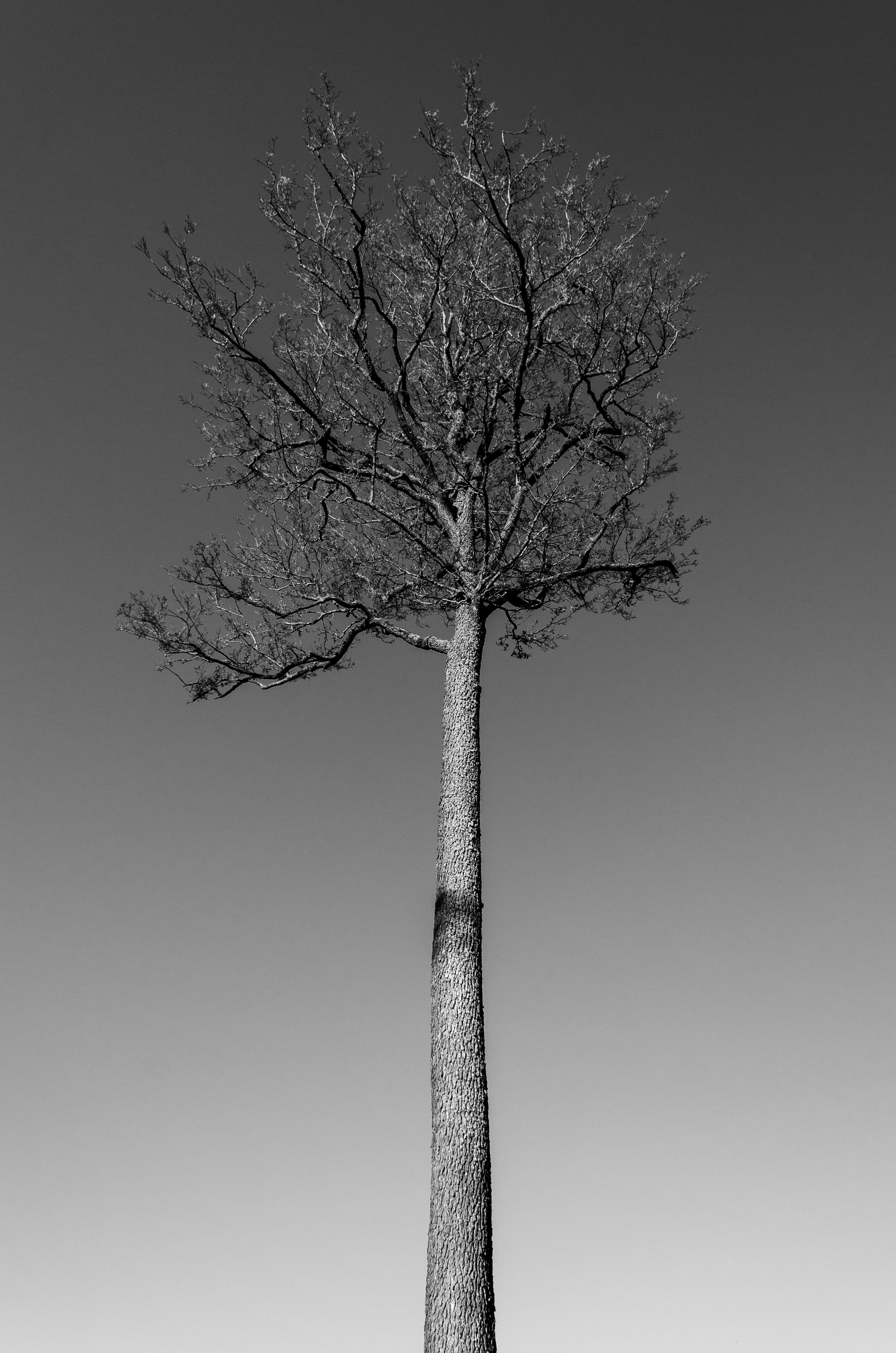 Gratis Et dramatisk svart-hvitt-bilde av et enslig tre mot himmelen, som fanger essensen av naturens enkelhet. Arkivbilde