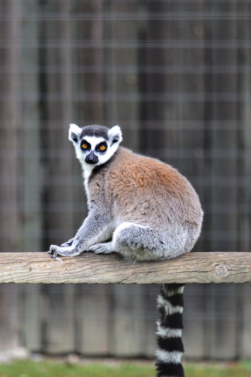 Free Ring-tailed lemur sitting on a wooden fence with a curious look. Stock Photo