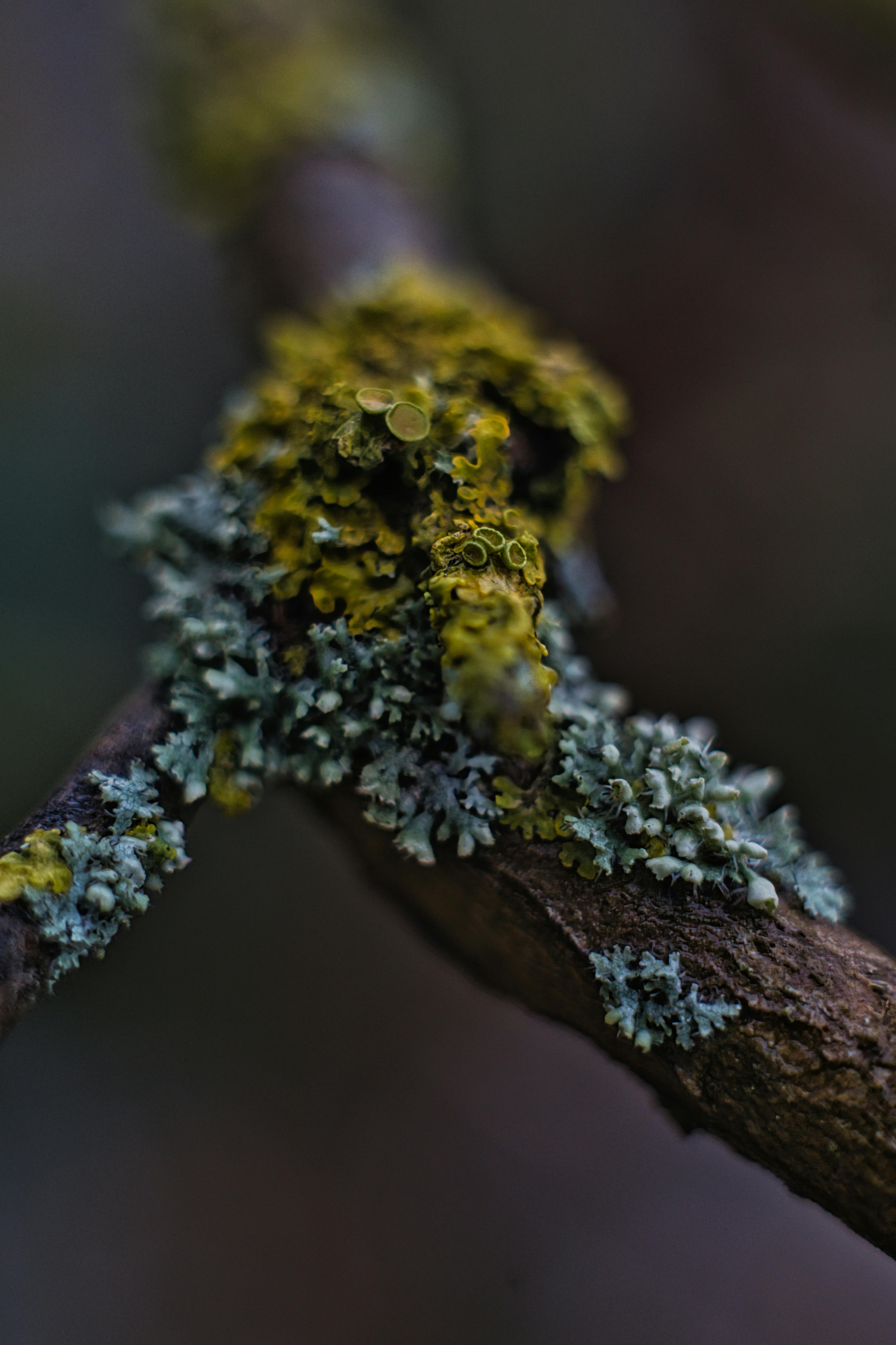 Detailed macro shot of colorful lichen on a tree branch in Schwerin, highlighting texture and natural beauty.