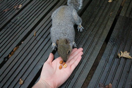 Darmowe zdjęcie z galerii z dzika wiewiórka, dziki, jedzenie