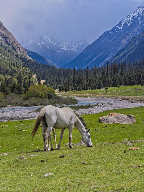 Free White horse grazing in a lush green valley with majestic mountains in the background. Stock Photo