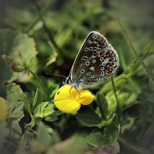 Free stock photo of butterflies, butterfly on a flower, canon Stock Photo