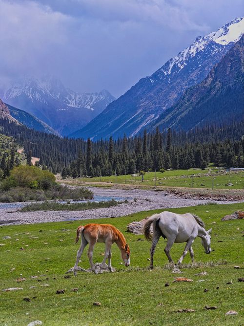 Free Peaceful mountain landscape featuring horses in a lush valley. Stock Photo