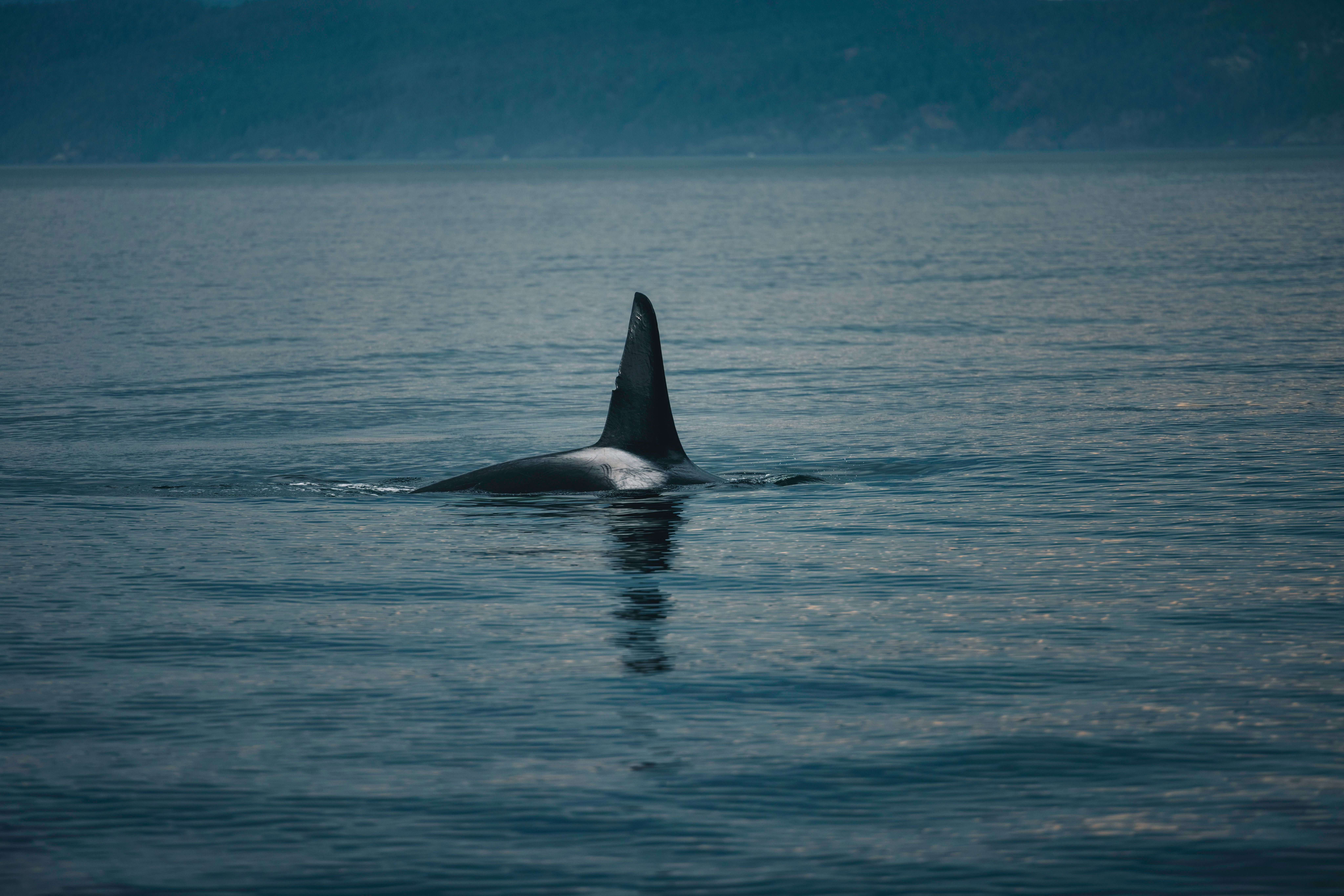 Orca Whale Swimming in Serene Ocean Waters · Free Stock Photo