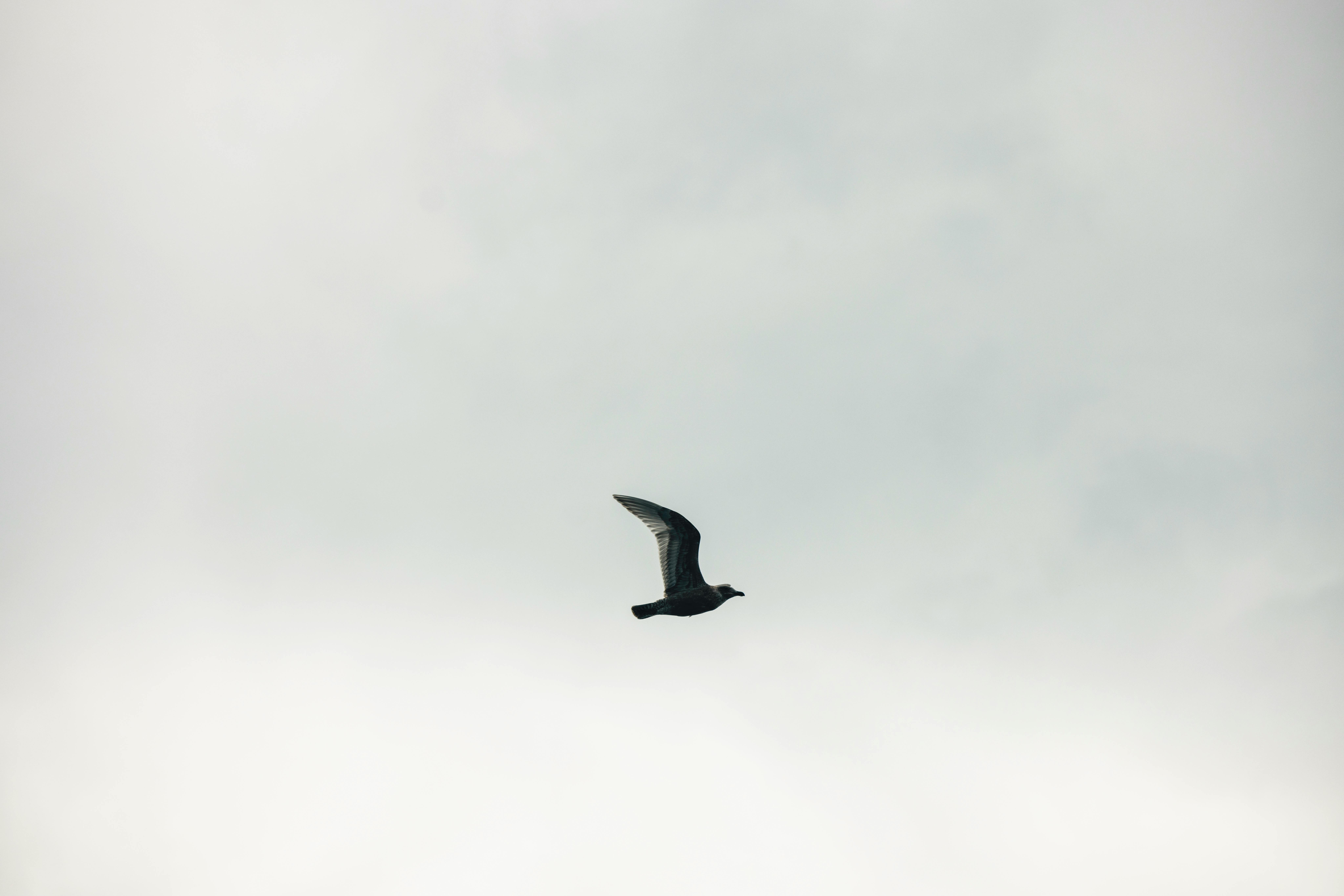 How Many Miles for a Free Flight, Broken Down by Airline — Photo by Ali Kazal on Pexels