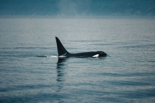 whale photo