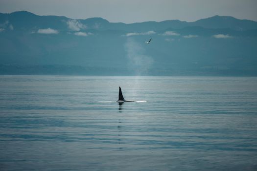 whale photo