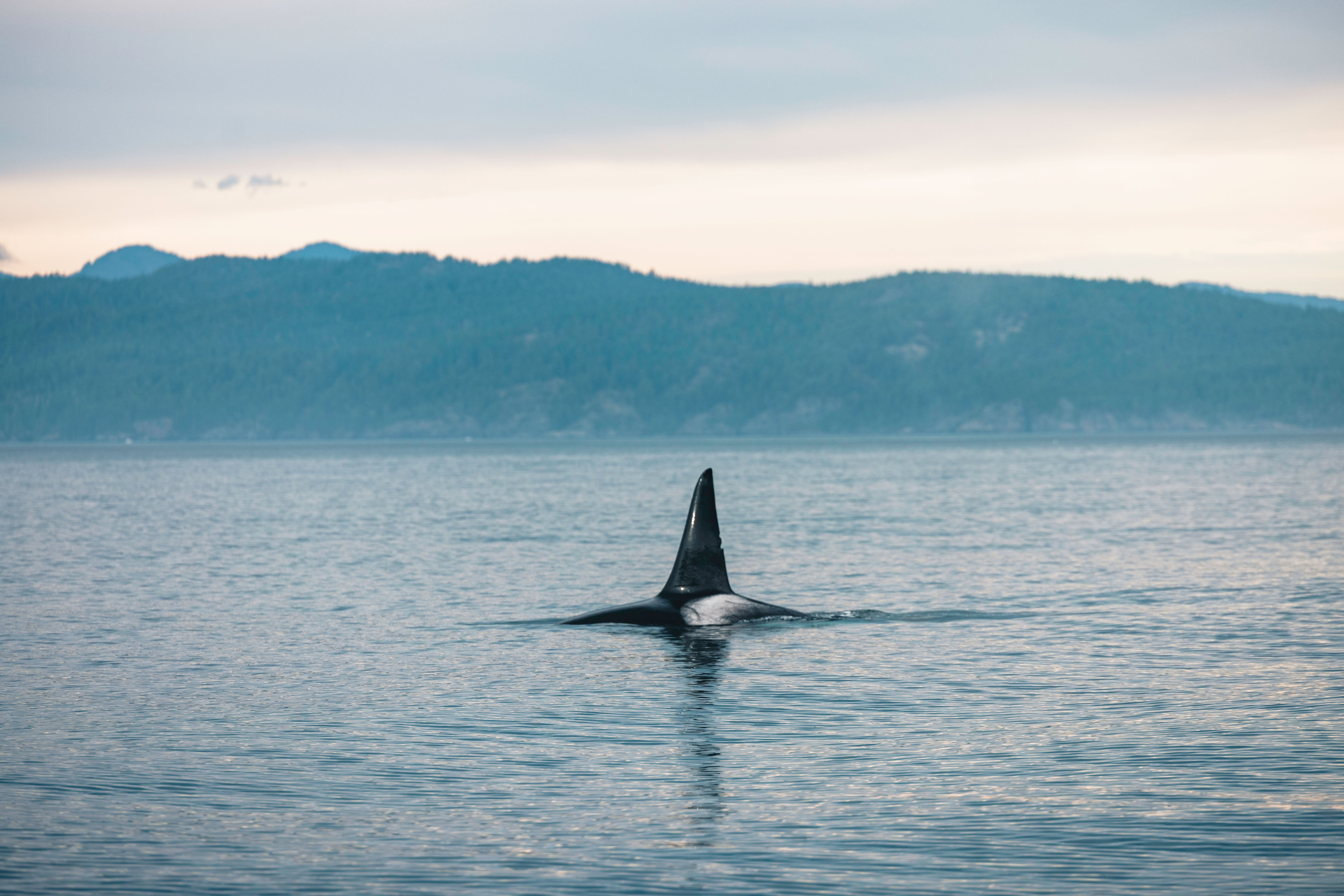 Orca swimming in calm ocean waters · Free Stock Photo