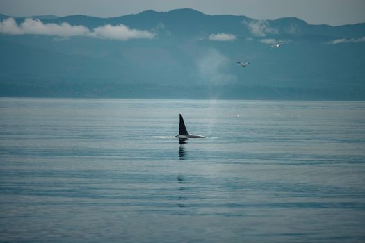whale photo