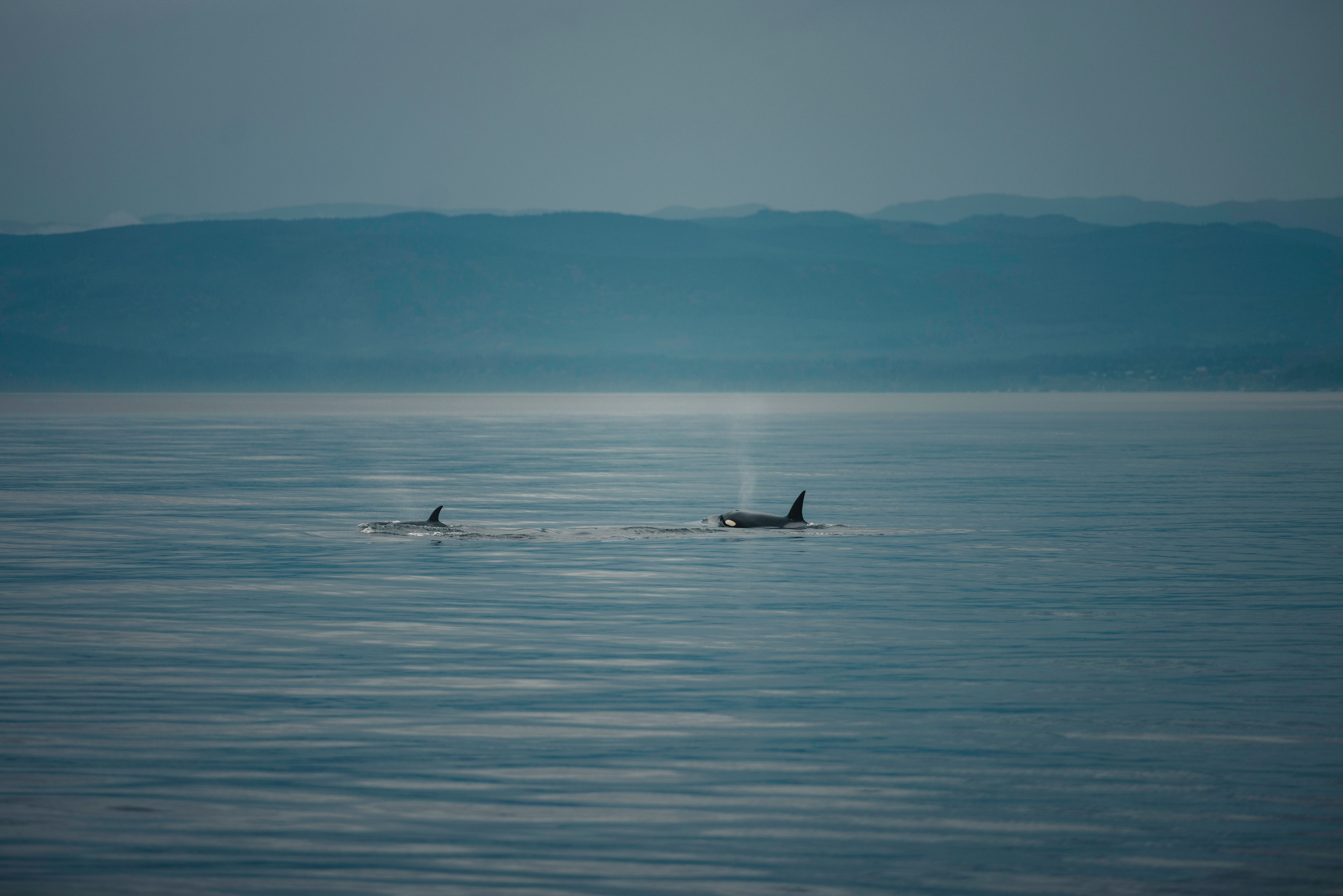 Book Whale Watching Tour Victoria BC: Your Ultimate Guide
