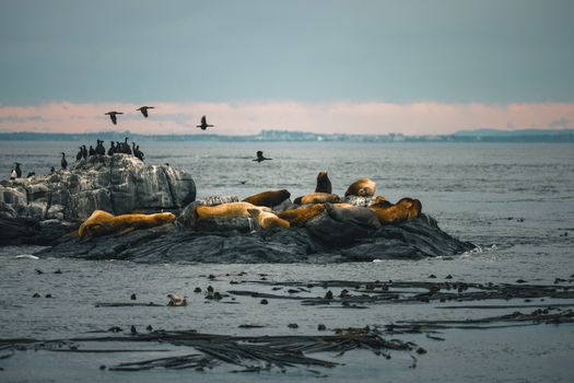 Sea lions resting on rocky islet with birds flying overhead, captured at dusk.