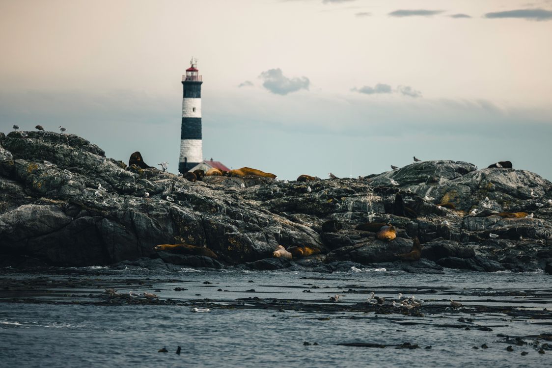 Old Lighthouse Remote Remote Lighthouse Surrounded by Wildlife and Rocks · Free Stock Photo