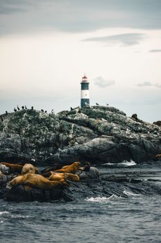 Seals lie on rocks by a coastal lighthouse, capturing a serene maritime moment.