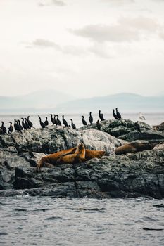 Sea lions and cormorants resting on a rocky island by the sea. Tranquil wildlife scene.