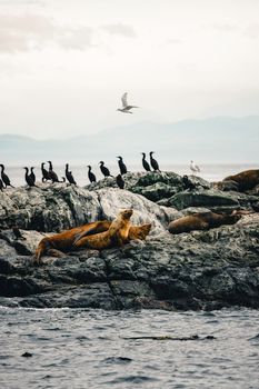 Sea lions and seabirds rest on a rocky shoreline with mountains in the background, capturing serene wildlife