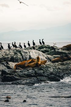 Majestic sea lions rest on a rocky shore surrounded by seabirds, captured during a serene outdoor setting.