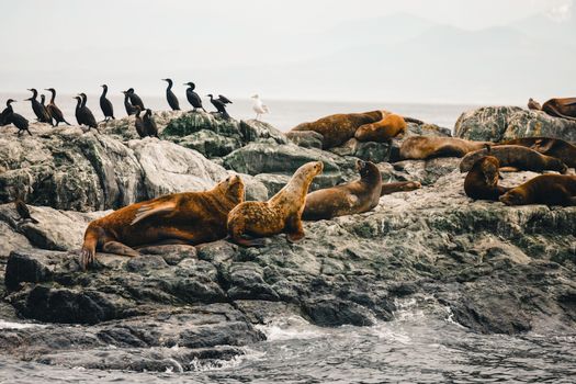 A diverse group of sea lions and birds relaxing on a rocky coastline with a misty background.