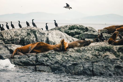 Sea lions and seabirds rest on rocky shores, capturing a serene wildlife moment by the ocean.